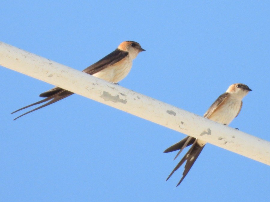 Red-rumped Swallow - ML621238462