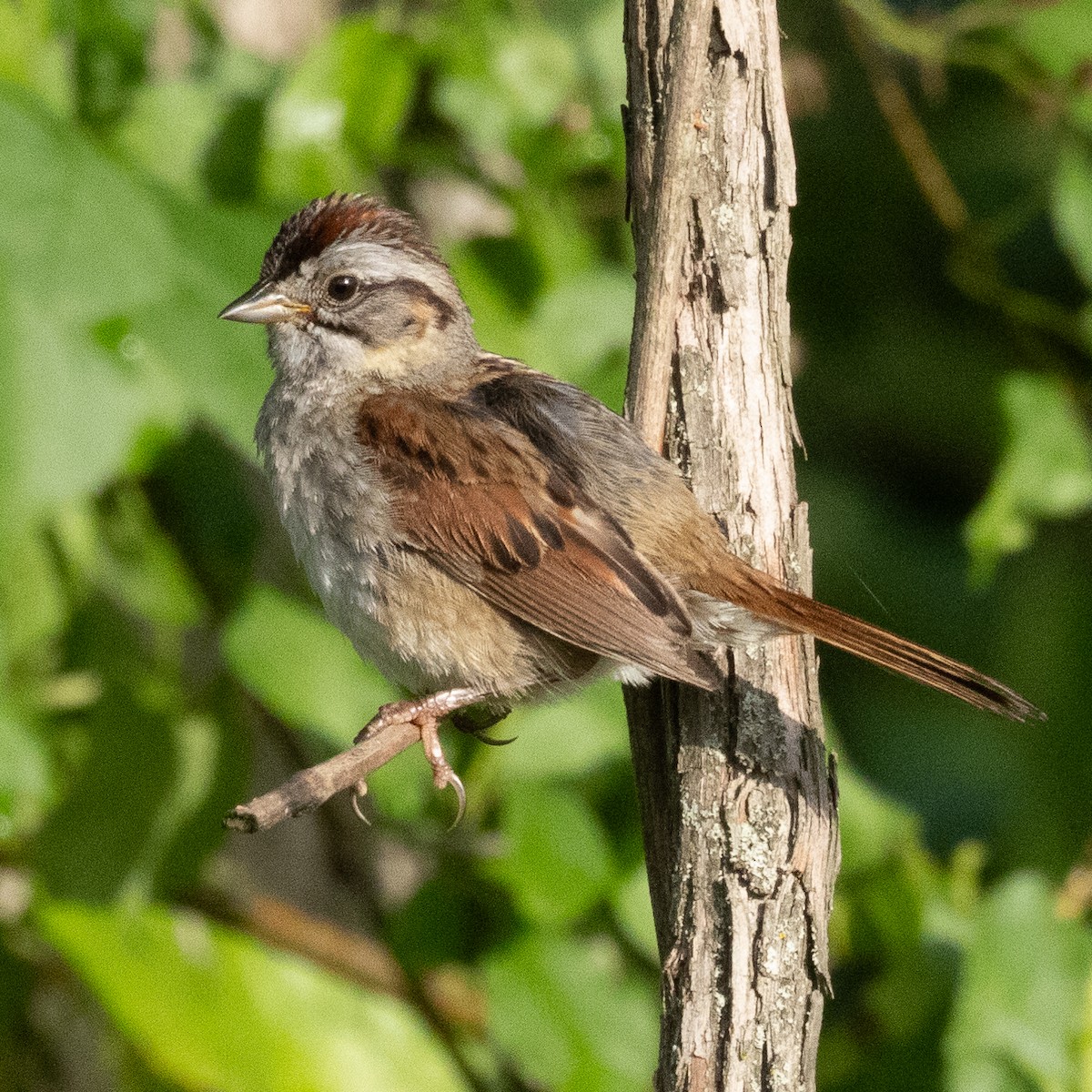 Swamp Sparrow - ML621238465