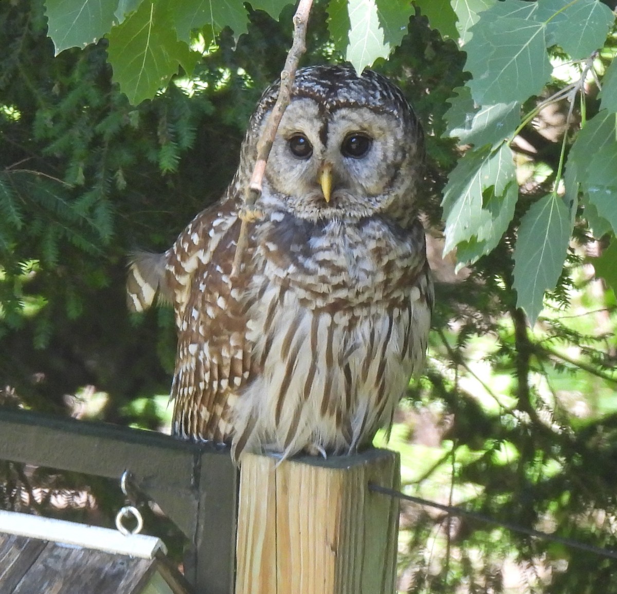 Barred Owl - ML621238518