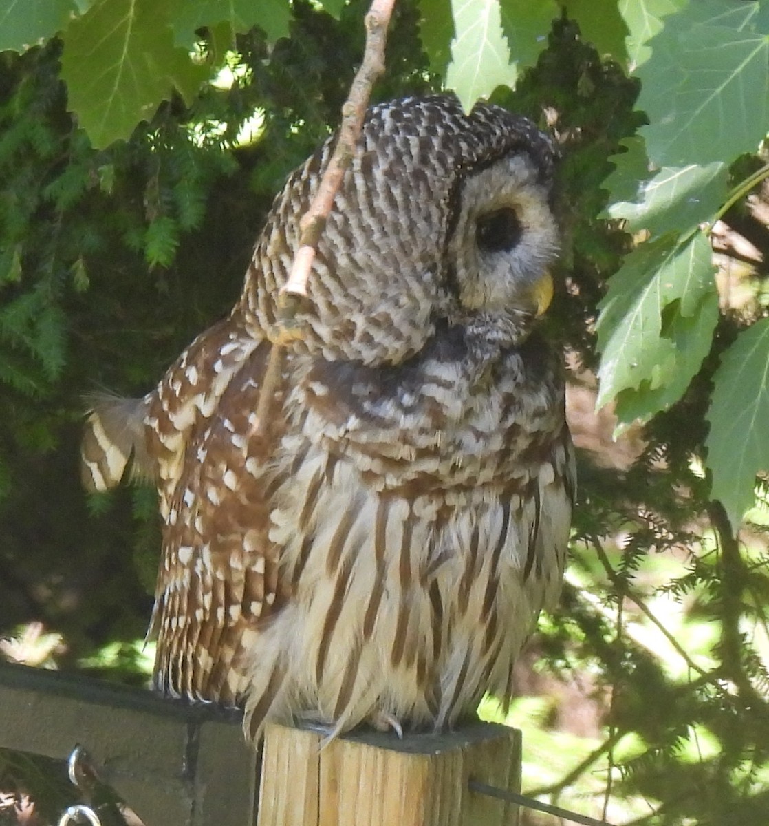Barred Owl - ML621238522