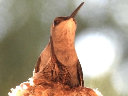 Black-chinned Hummingbird - ML621238589