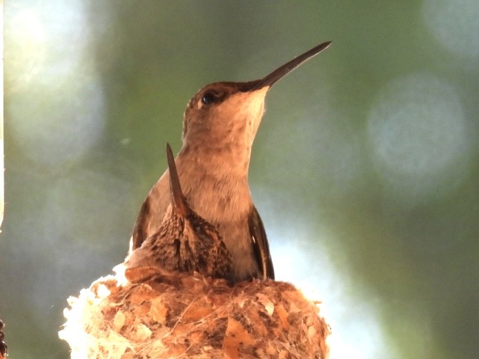 Black-chinned Hummingbird - ML621238590