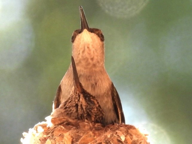 Black-chinned Hummingbird - ML621238591