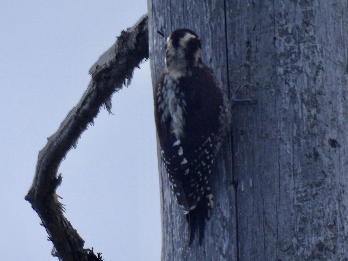 Eurasian Three-toed Woodpecker - ML621238595