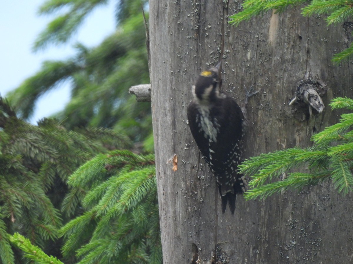 Eurasian Three-toed Woodpecker - ML621238598