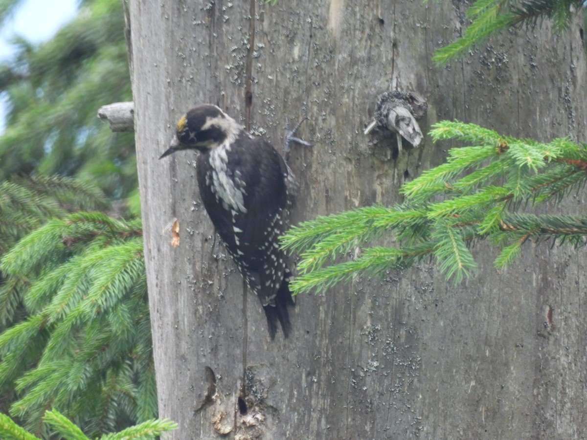 Eurasian Three-toed Woodpecker - ML621238599