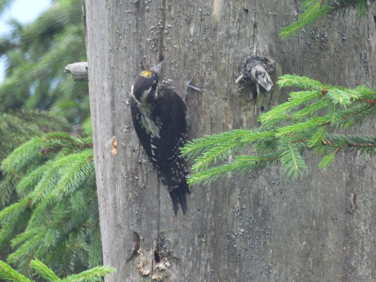 Eurasian Three-toed Woodpecker - ML621238600