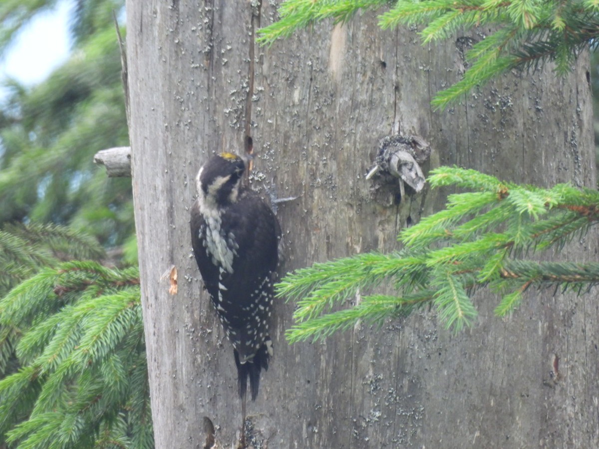 Eurasian Three-toed Woodpecker - ML621238601