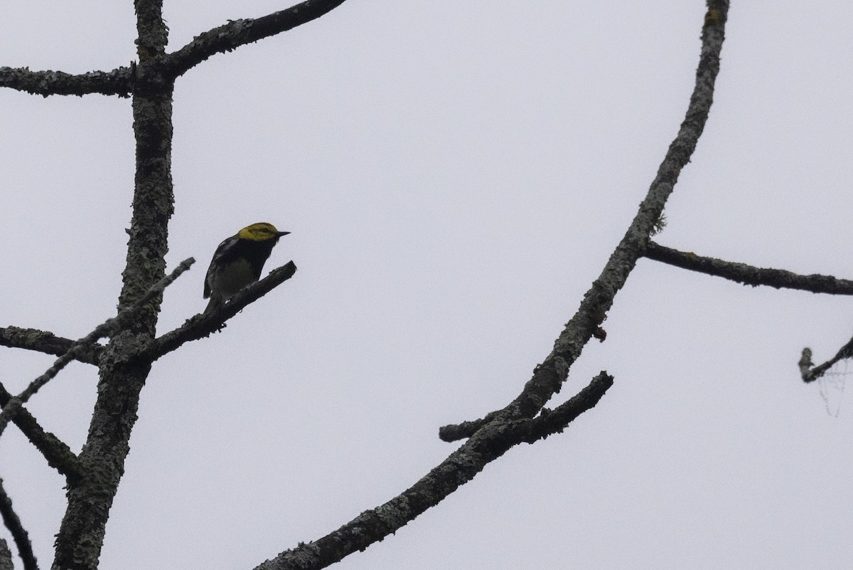 Black-throated Green Warbler - ML621238613