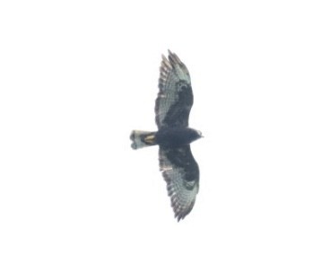 Short-tailed Hawk - ML621238644