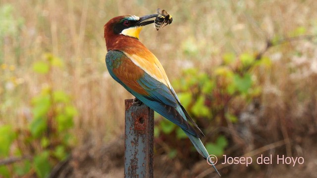 European Bee-eater - ML621238682