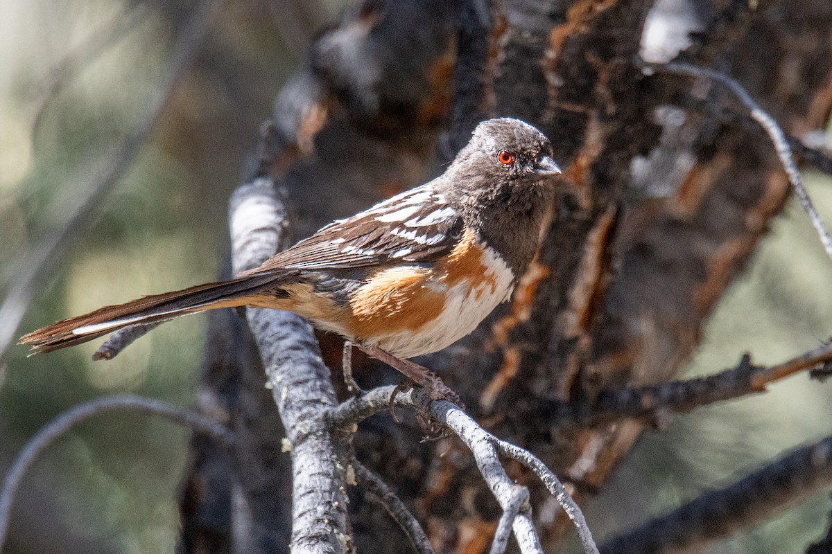 Spotted Towhee - ML621238703