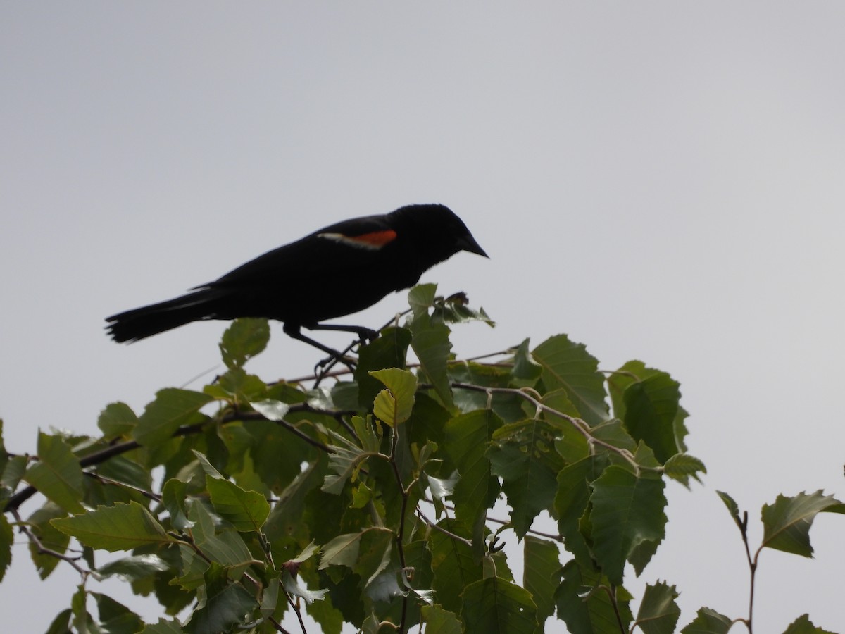 Red-winged Blackbird - ML621238739