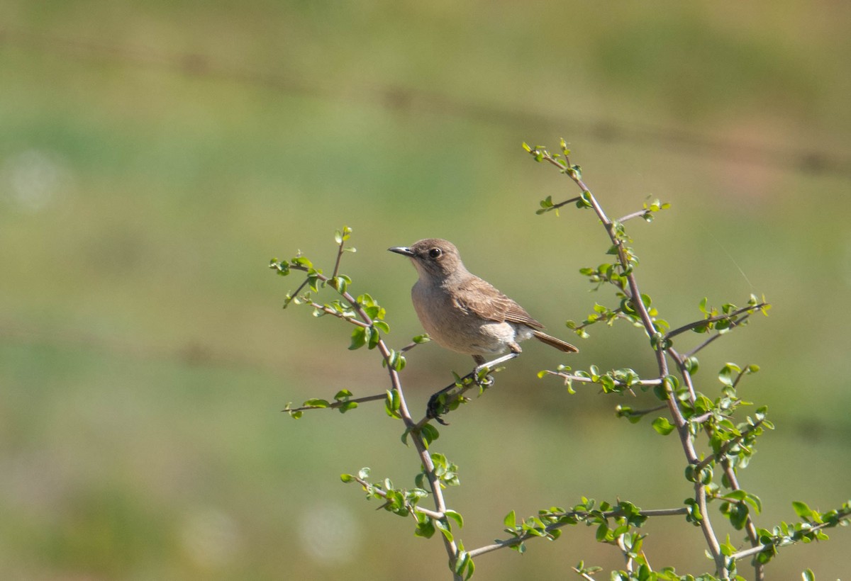 Sickle-winged Chat - ML621238748