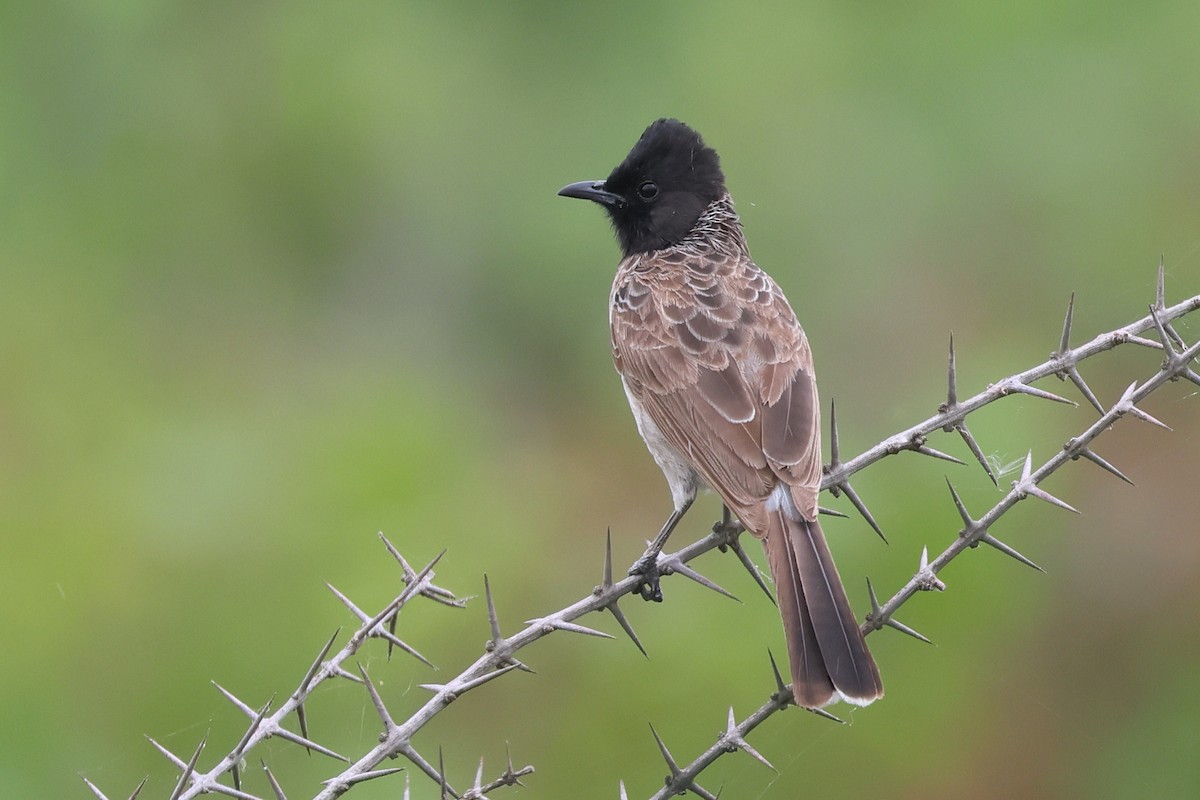 Red-vented Bulbul - ML621238759