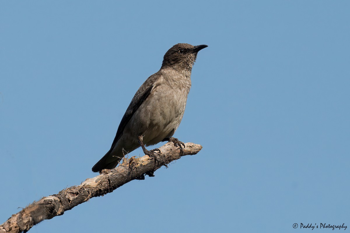 Spot-winged Starling - ML621238797