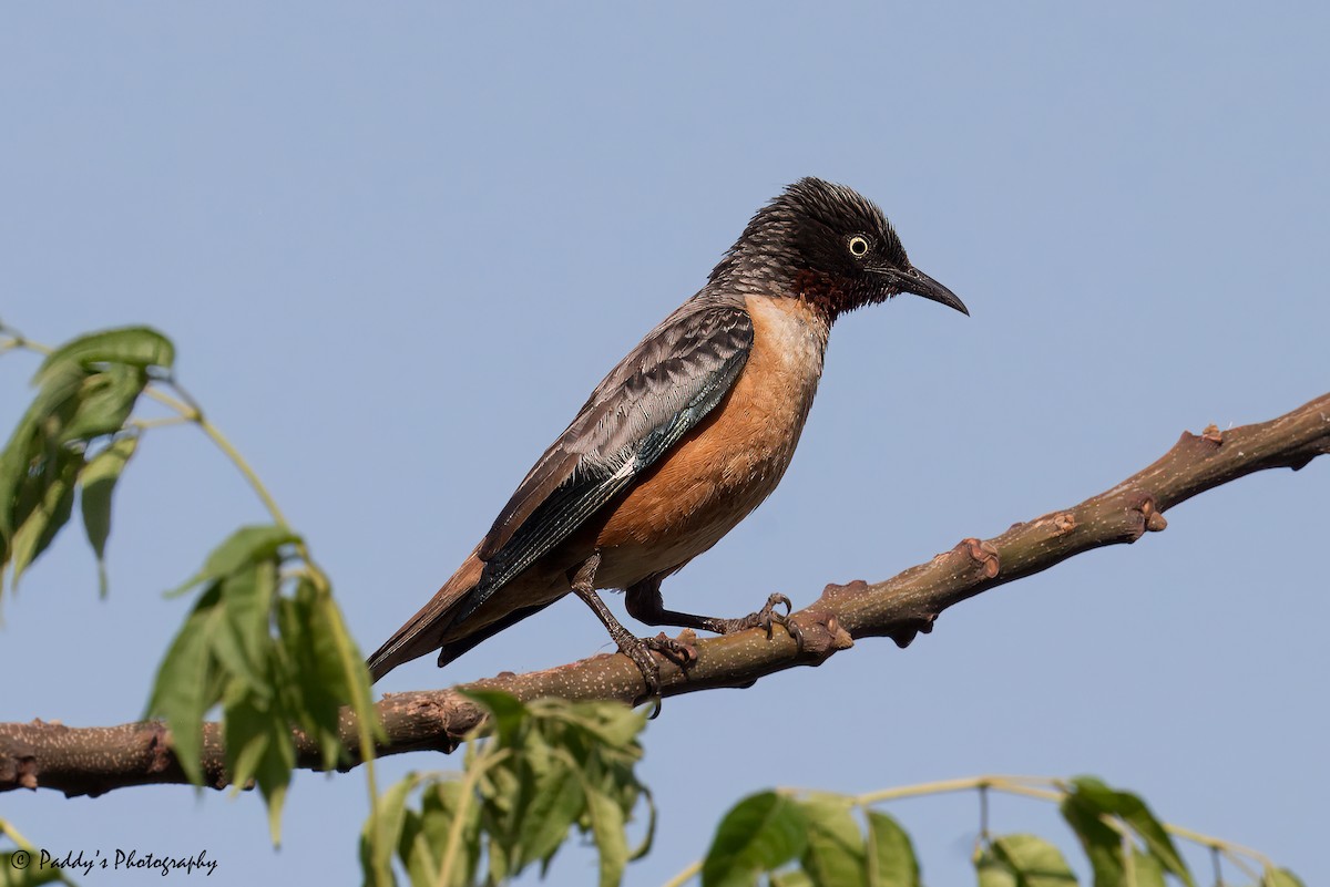 Spot-winged Starling - ML621238798