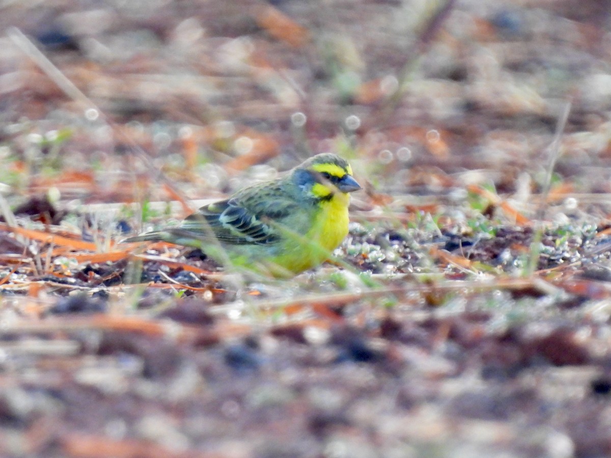 Yellow-fronted Canary - ML621238819