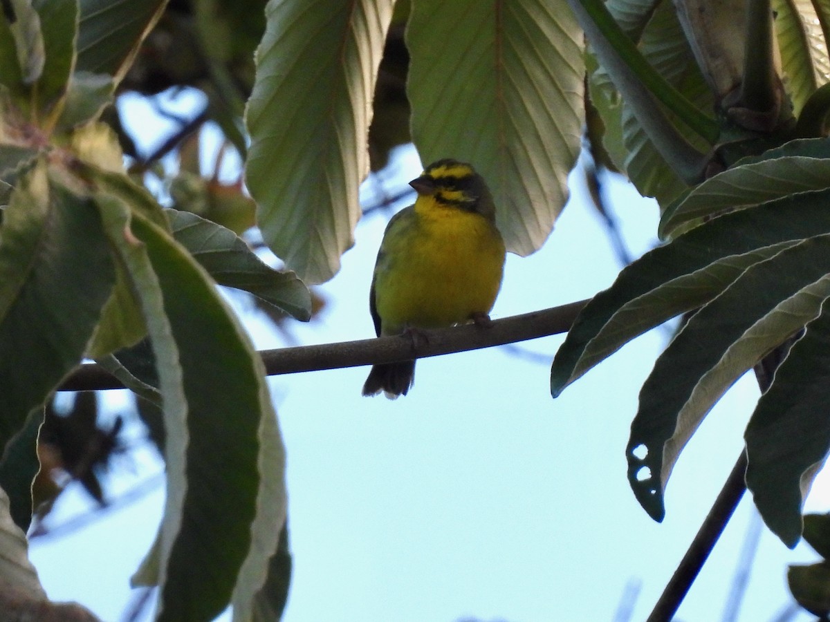Yellow-fronted Canary - ML621238820