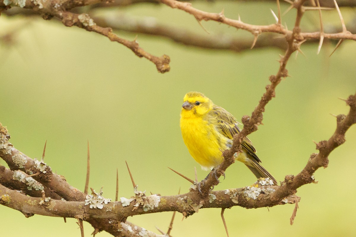 White-bellied Canary - ML621238821