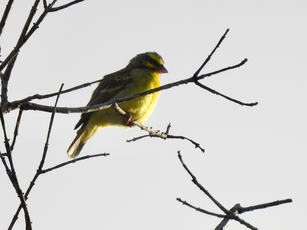Yellow-fronted Canary - ML621238822