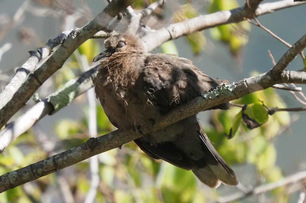 Laughing Dove - ML621238839