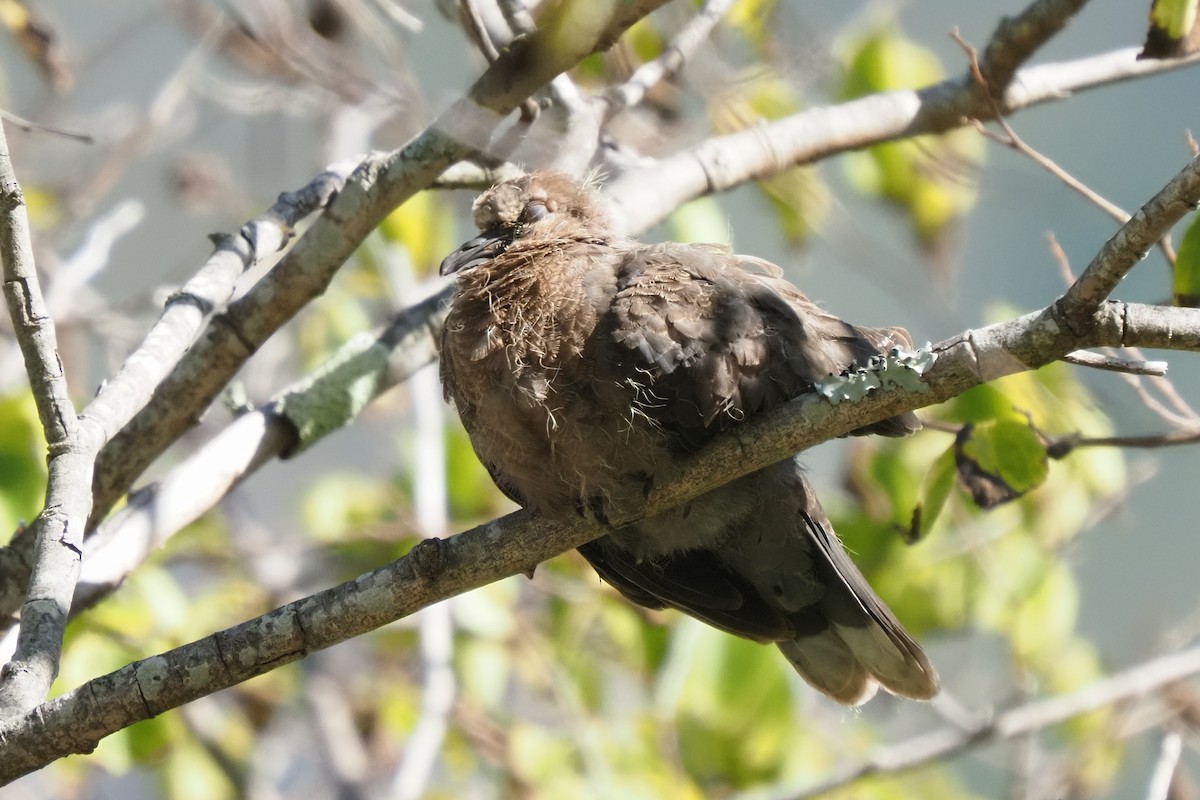 Laughing Dove - ML621238840