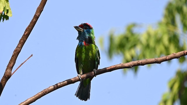 Mavi Boğazlı Barbet - ML621238847