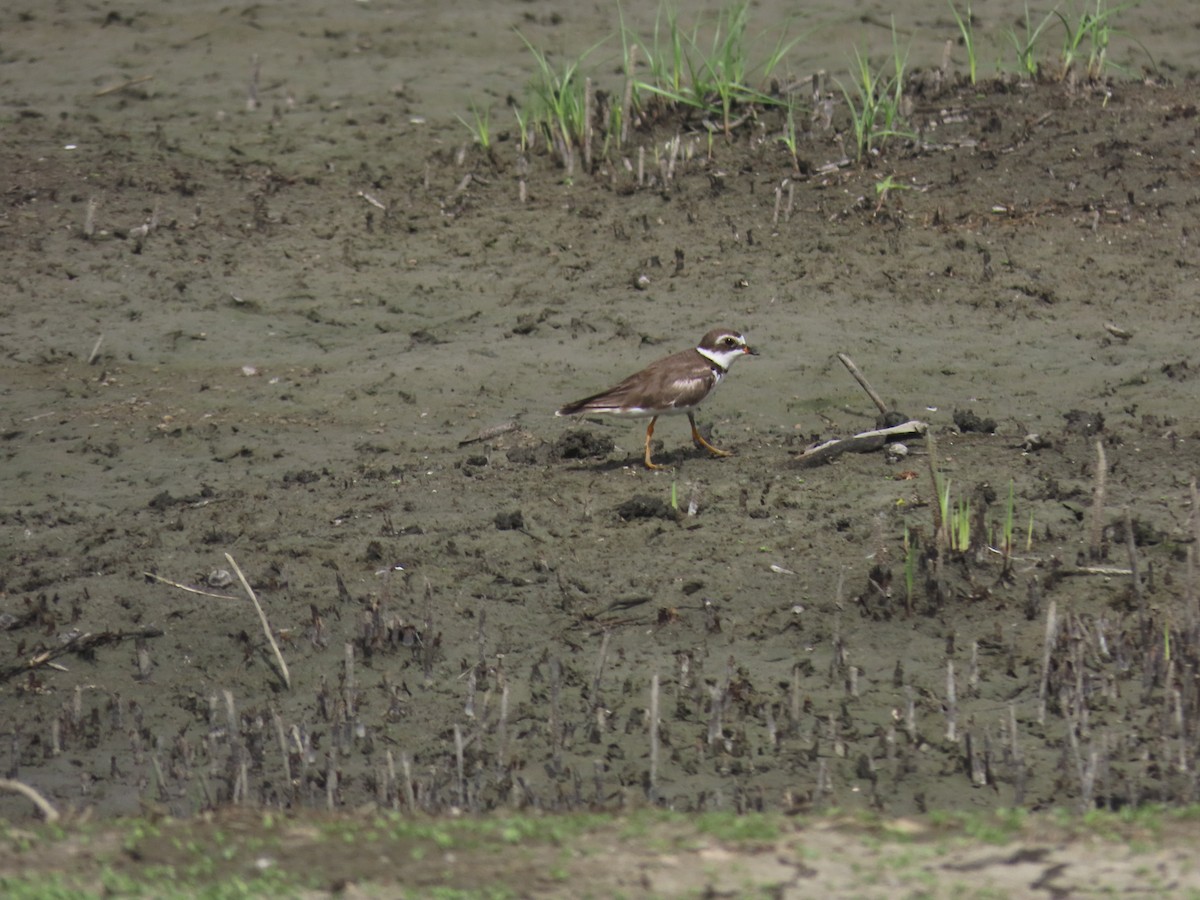 Semipalmated Plover - ML621238968