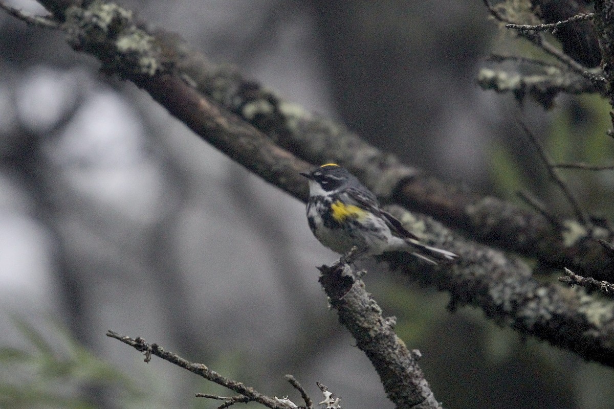 Yellow-rumped Warbler (Myrtle) - ML621238972