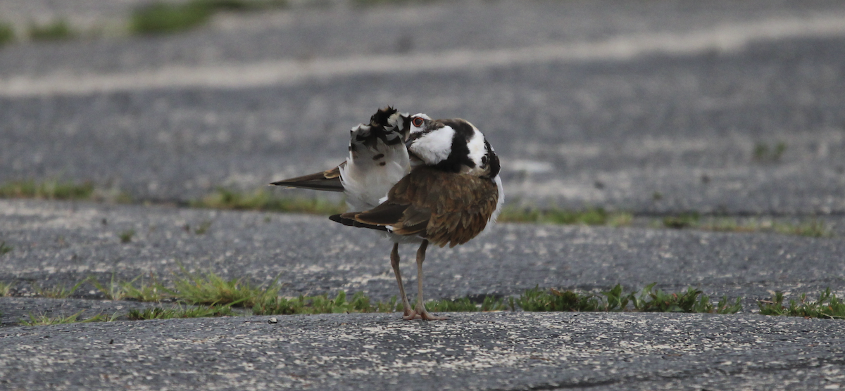 Killdeer - ML621239029