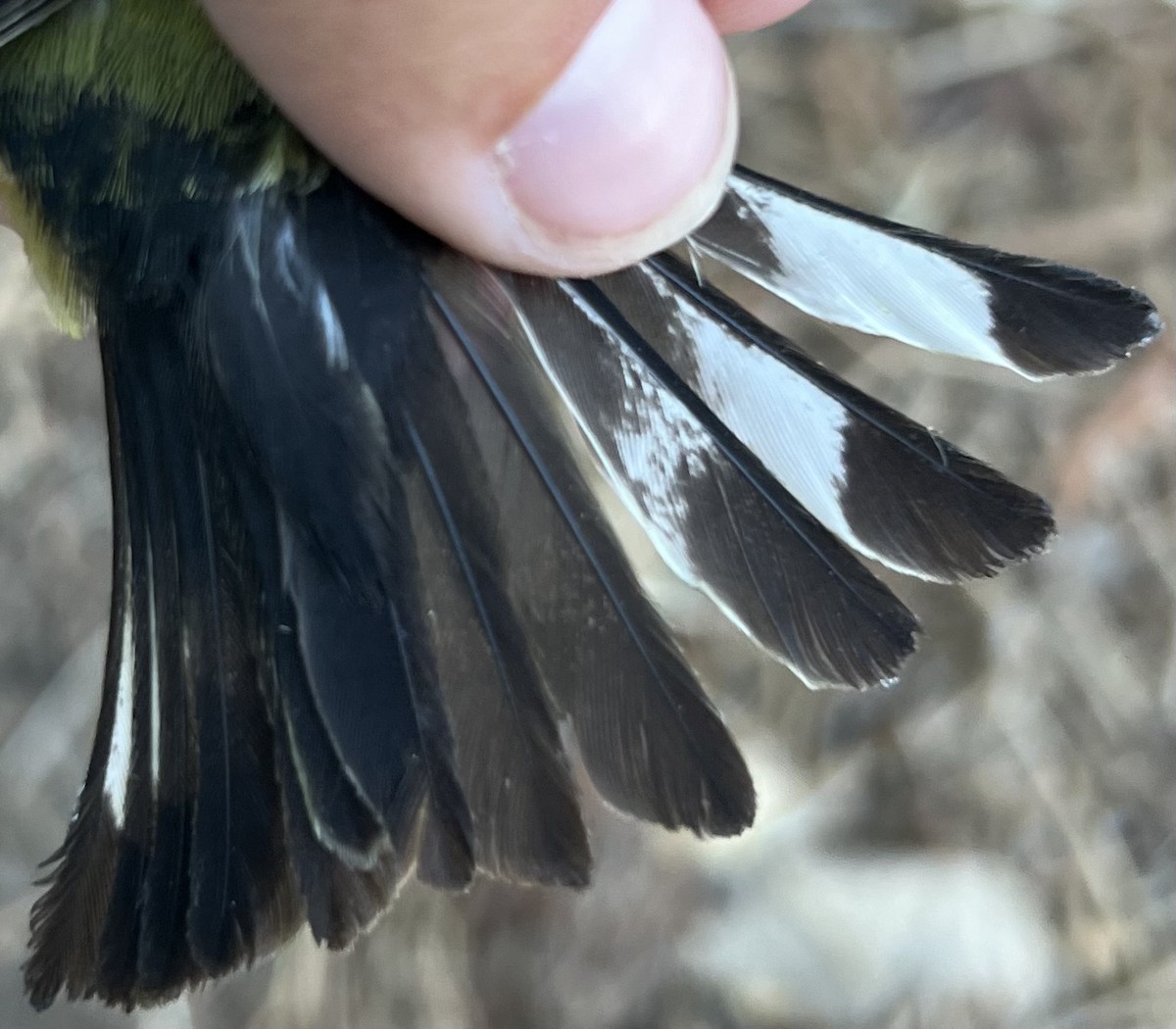 Lesser Goldfinch - ML621239038