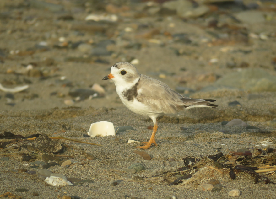 Piping Plover - ML621239062