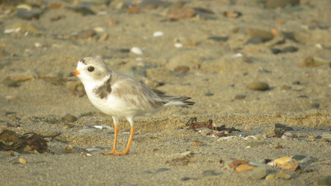 Piping Plover - ML621239064