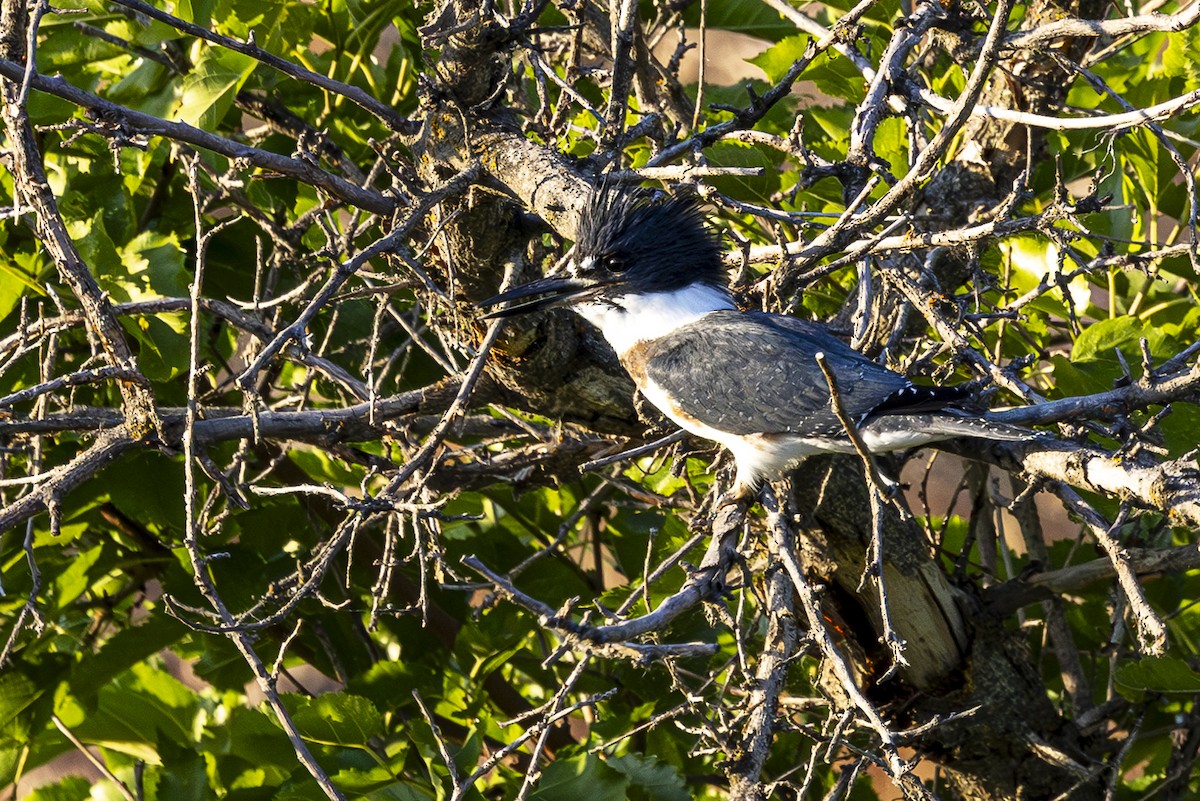 Belted Kingfisher - ML621239105