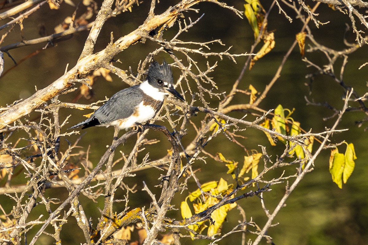 Belted Kingfisher - ML621239109