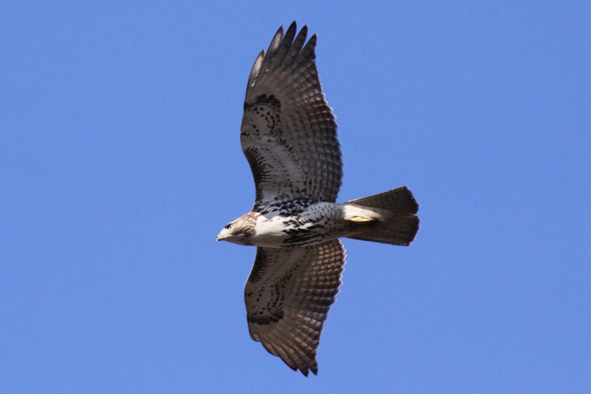 Red-tailed Hawk - ML621239133