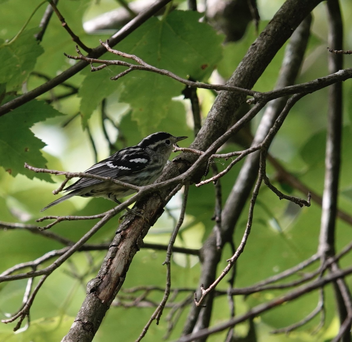 Black-and-white Warbler - ML621239163