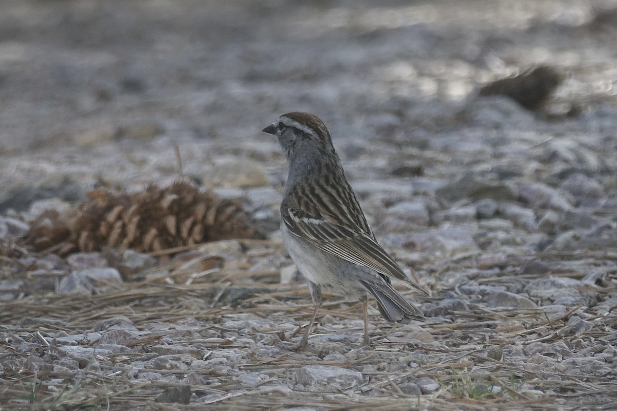 Chipping Sparrow - ML621239164