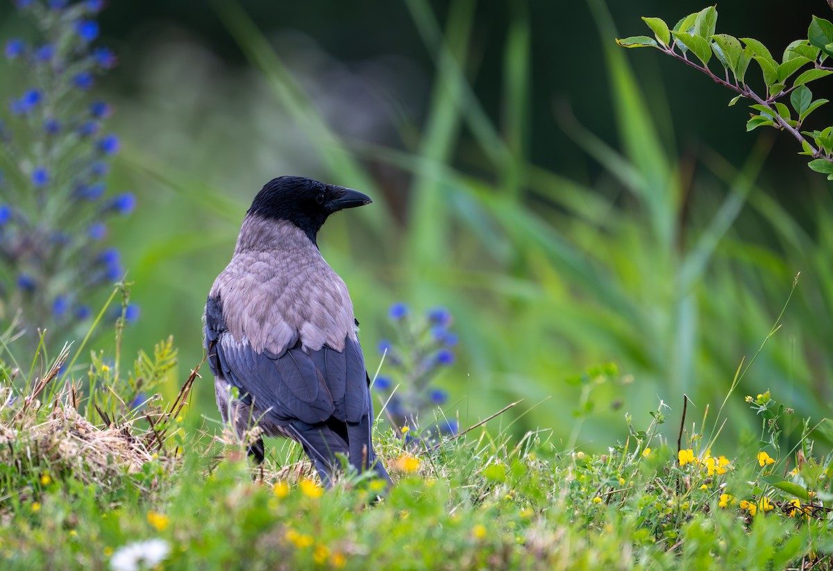 Hooded Crow (Hooded) - ML621239167