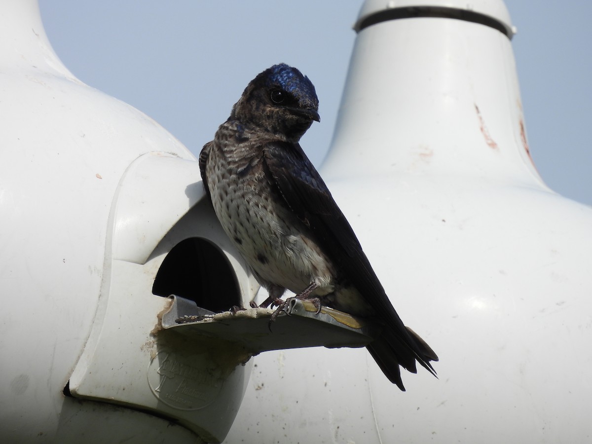 Purple Martin - ML621239175