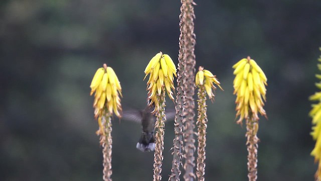 Colibrí Piquilargo - ML621239195