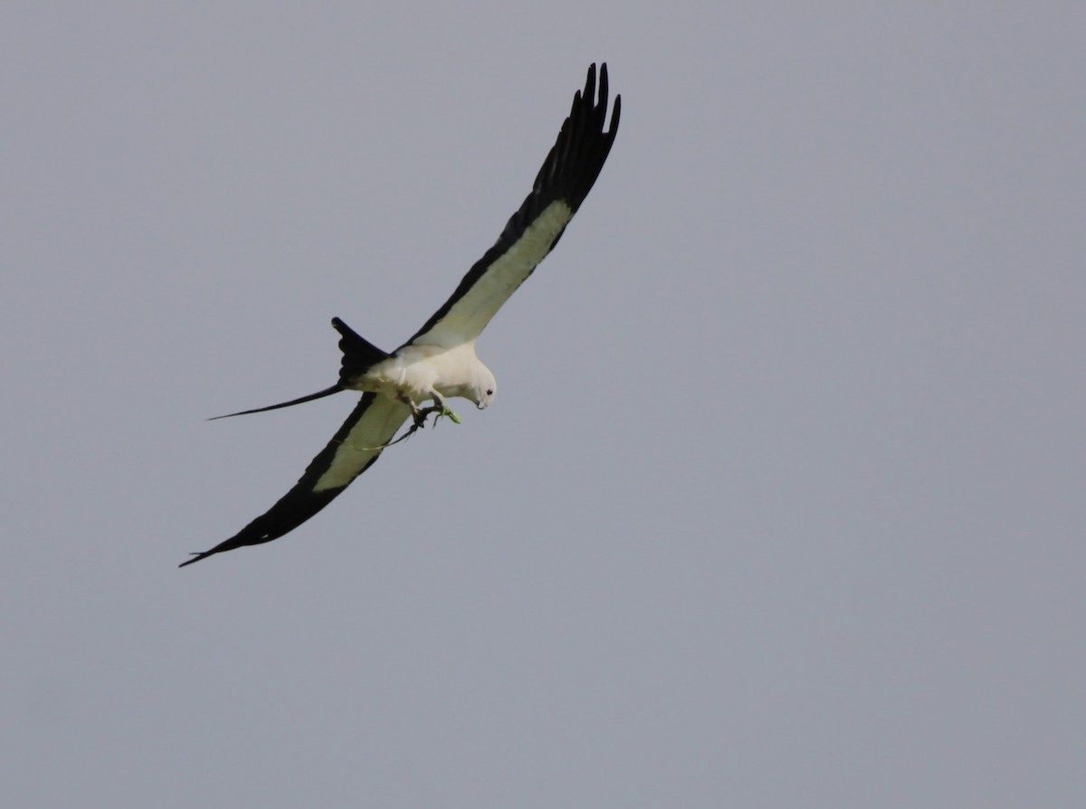 Swallow-tailed Kite - ML621239201