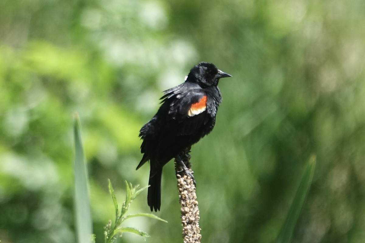 Red-winged Blackbird - ML621239211