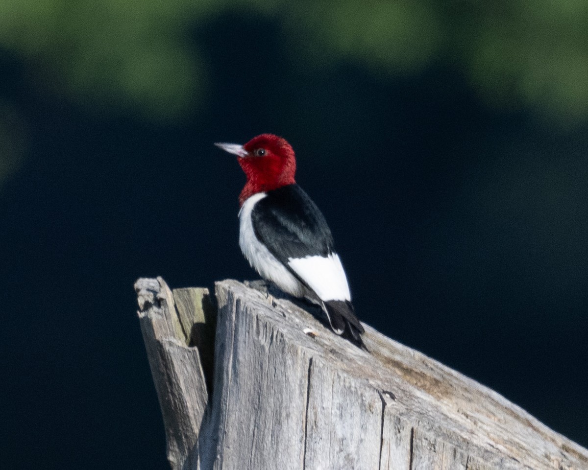 Red-headed Woodpecker - ML621239215