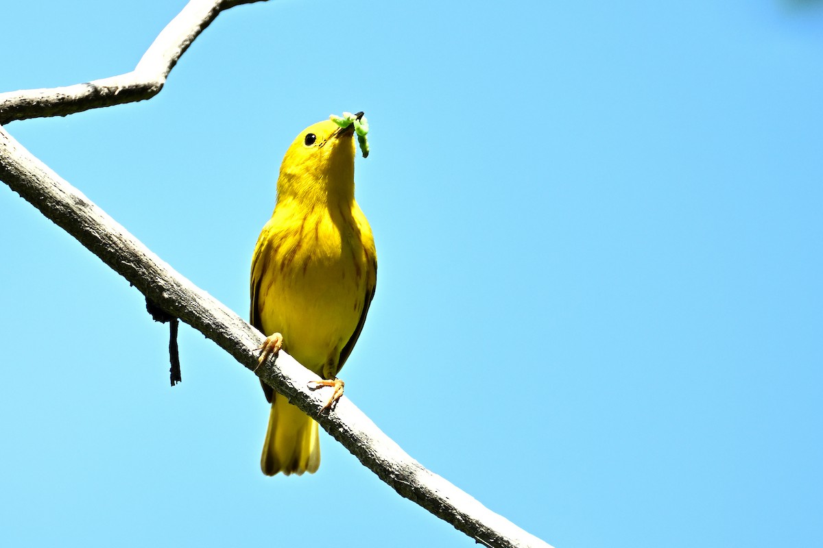 Yellow Warbler - ML621239225