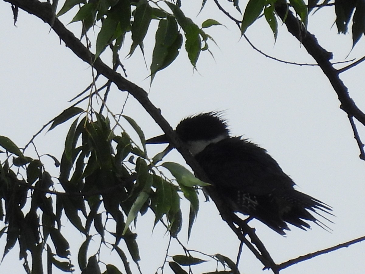 Belted Kingfisher - ML621239227