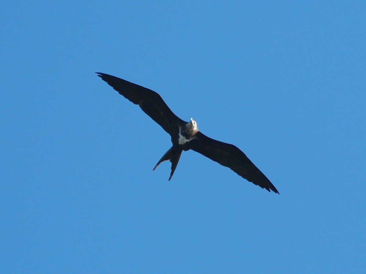 Lesser Frigatebird (Lesser) - ML621239288