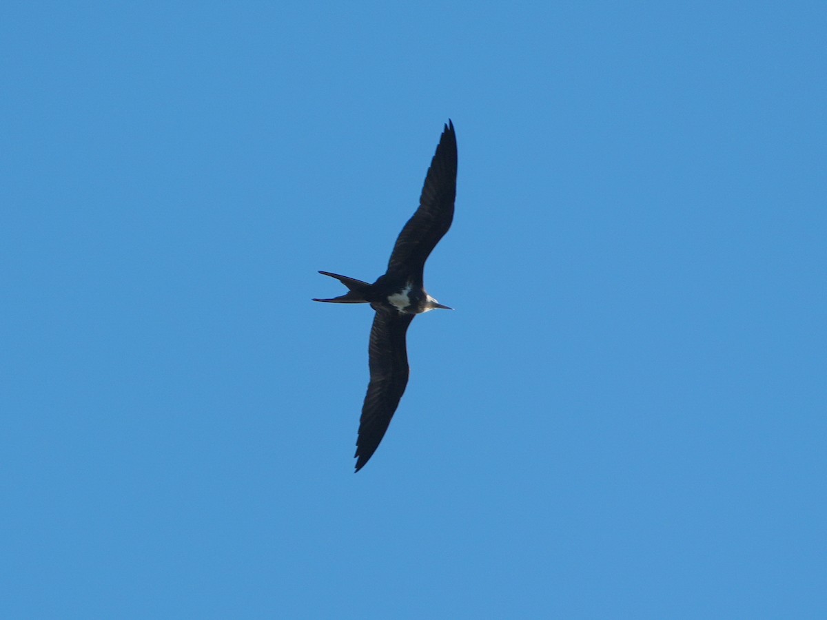 Lesser Frigatebird (Lesser) - ML621239289