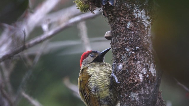 Golden-olive Woodpecker - ML621239346